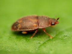 Stelidota geminata