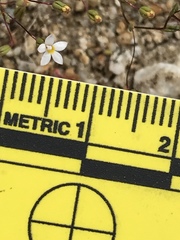 Nemacladus breviflorus