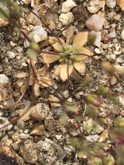 Nemacladus breviflorus