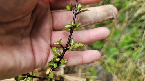 Aristotelia fruticosa, photograph 2