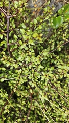 Henry Hart, CC0, iNaturalist via GBIF Aristotelia fruticosa, photograph Henry Hart, CC0, iNaturalist via GBIF