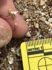 Nemacladus breviflorus