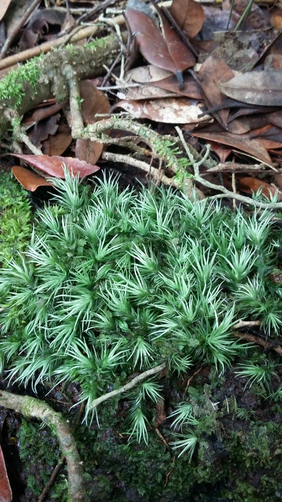 Leucobryum giganteum (Leucobryum giganteum)