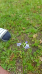 Nuttallanthus texanus