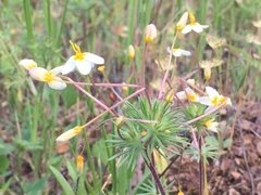 Polemoniaceae