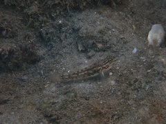 Coryphopterus glaucofraenum
