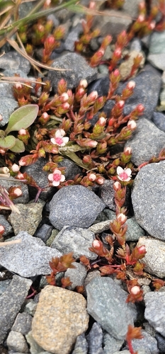 Crassula multicaulis