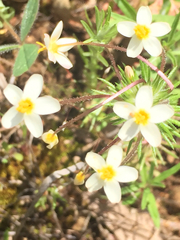 Polemoniaceae