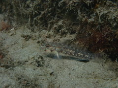 Coryphopterus glaucofraenum