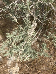 Atriplex canescens canescens