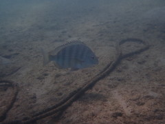 Archosargus rhomboidalis