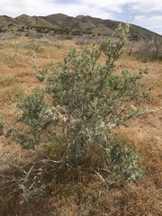 Atriplex canescens canescens