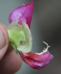 Canavalia bonariensis