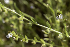 Plagiobothrys canescens canescens