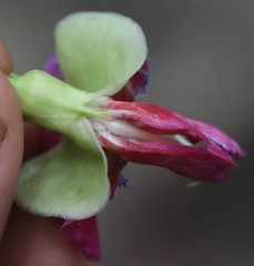 Canavalia bonariensis