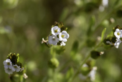 Plagiobothrys canescens canescens