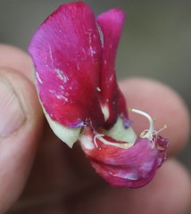 Canavalia bonariensis