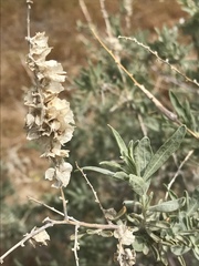 Atriplex canescens canescens