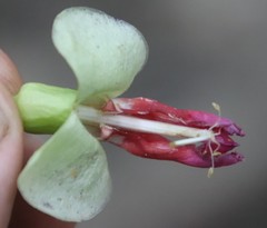 Canavalia bonariensis