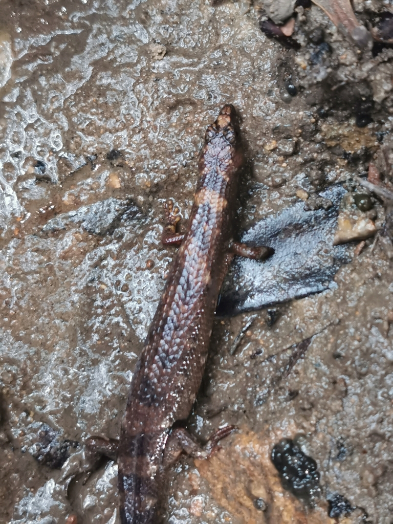 Chinese water skink from 香港汀九93H6+9X on January 21, 2024 at 0326 PM by