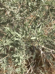 Atriplex canescens canescens
