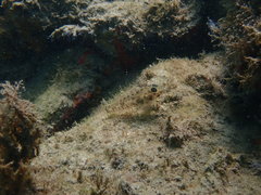 Coryphopterus dicrus