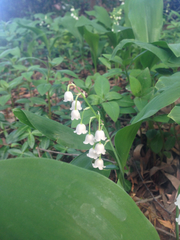 Convallaria