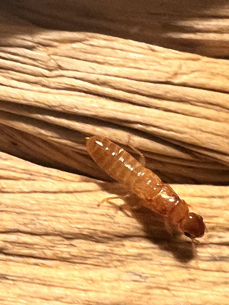 lowland tree termite