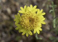 Chaenactis glabriuscula