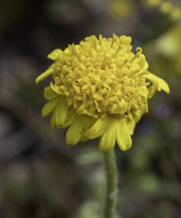 Chaenactis glabriuscula
