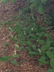 Convallaria