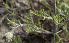 Chaenactis glabriuscula