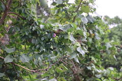 Canavalia bonariensis