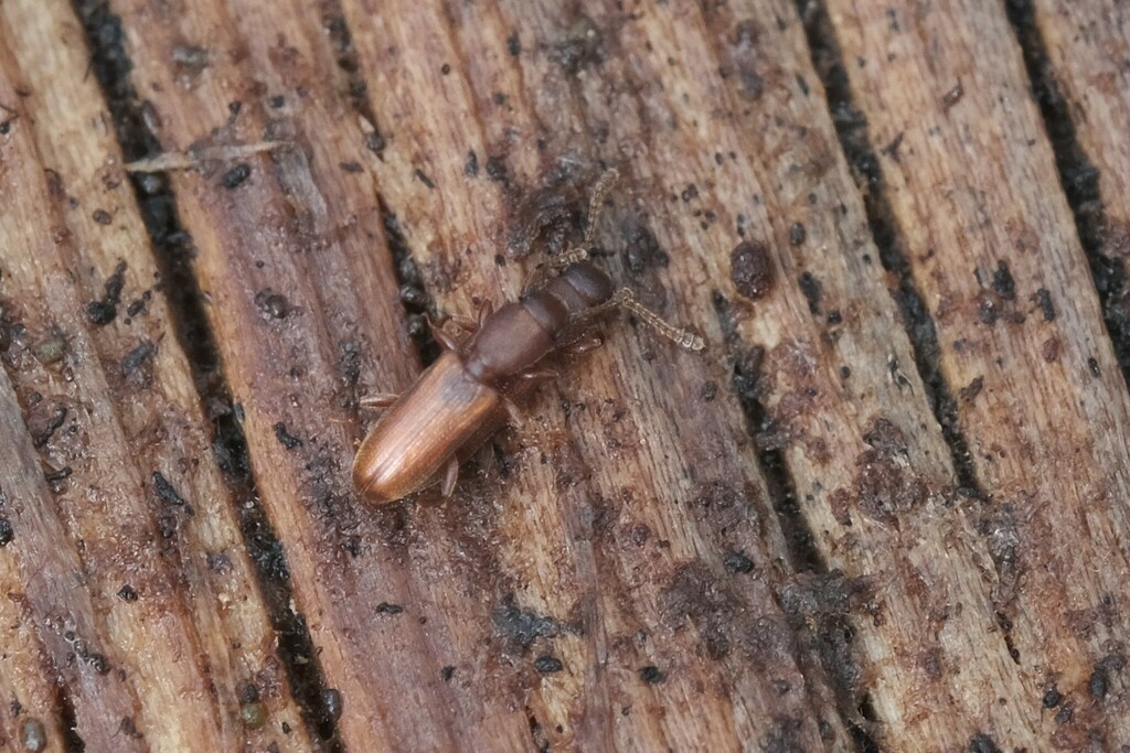 Silvanus unidentatus from 31699 Beckedorf, Deutschland on May 1, 2021