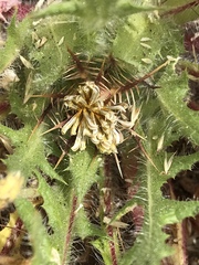 Centaurea benedicta