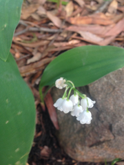 Convallaria