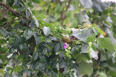 Canavalia bonariensis