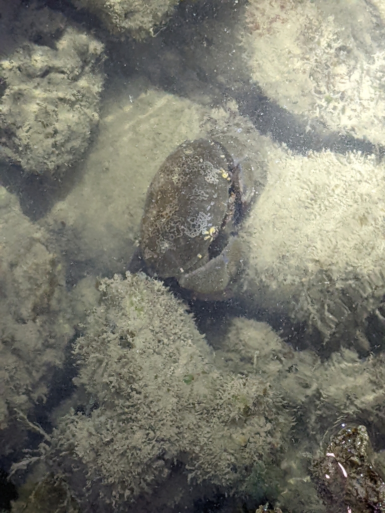 Floral Egg Crab