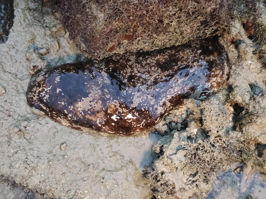 stone fish