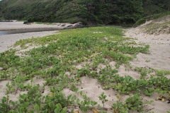 Ipomoea pes-caprae brasiliensis