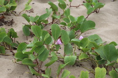 Ipomoea pes-caprae brasiliensis