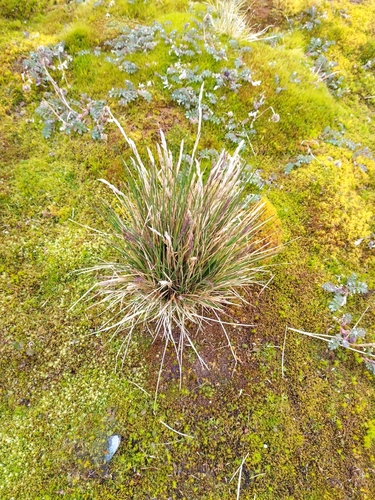 Festuca contracta