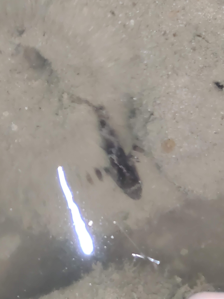 False Scorpion-fish