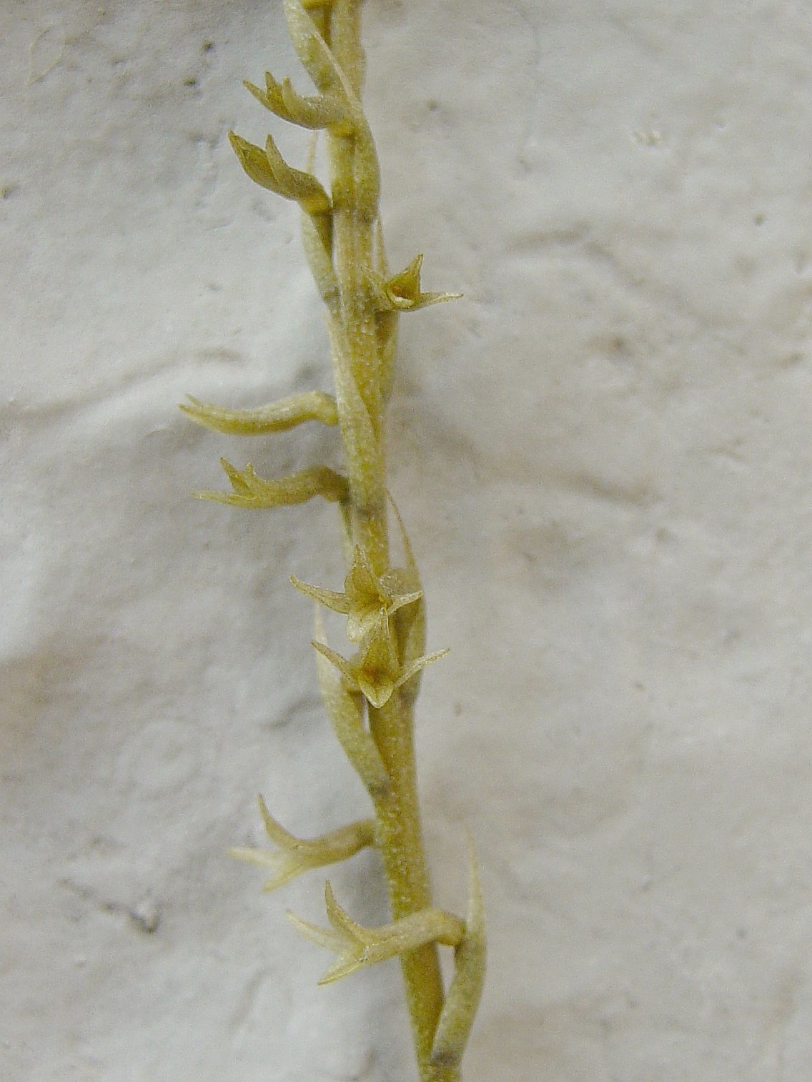 Mesadenus