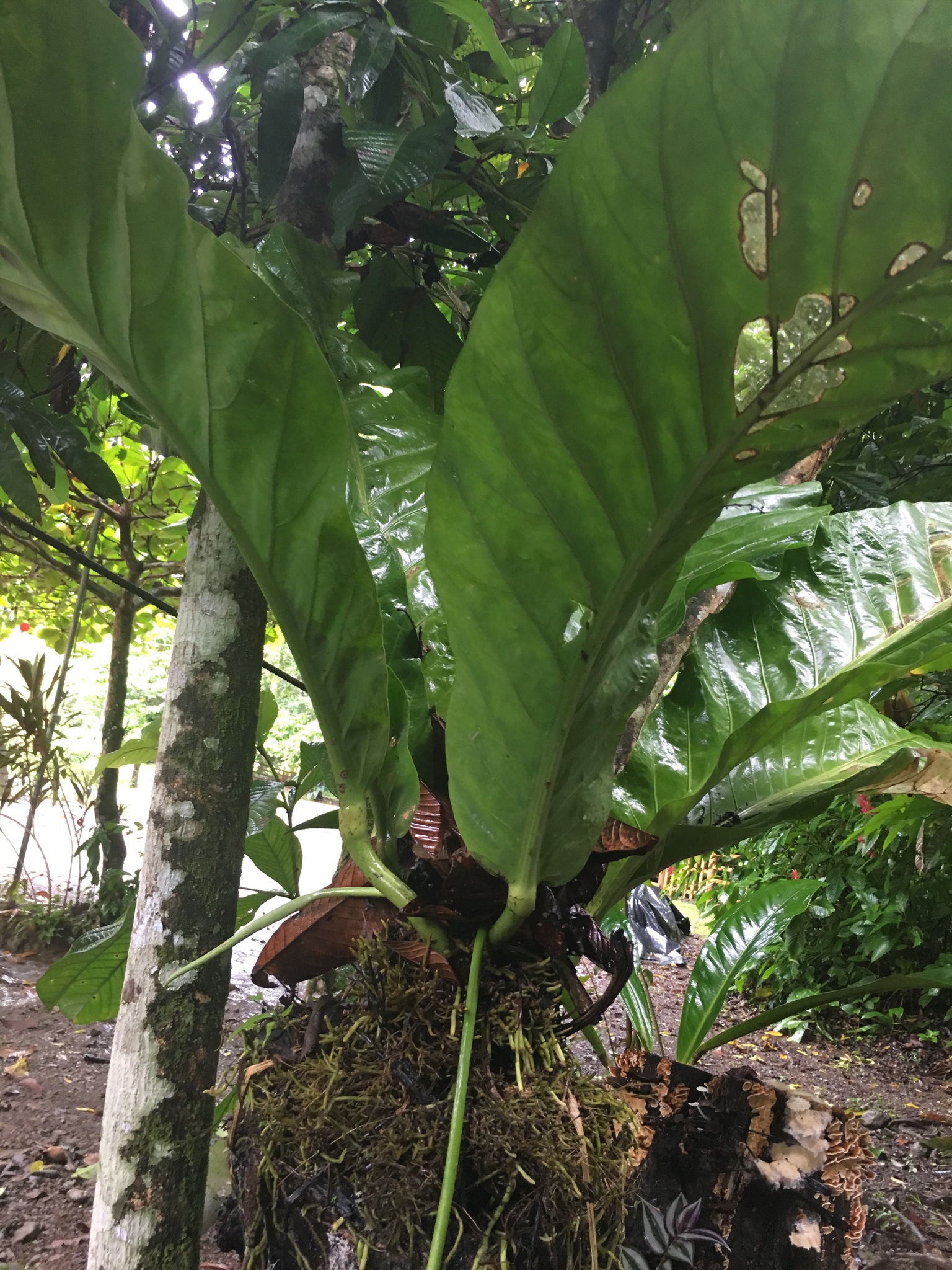anthurium robustum Anthurium 'Sempre Black' 6