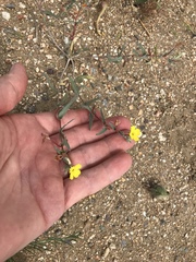 Camissoniopsis pallida