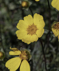 Leptosyne calliopsidea