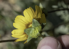 Leptosyne calliopsidea