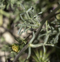 Leptosyne calliopsidea