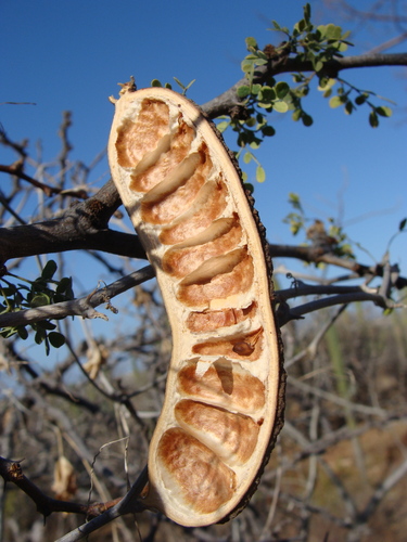 Image of Ebenopsis confinis by (c) Alexis López Hernández, some rights reserved (CC BY)